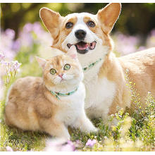 Well Popular Travel Collar For Pet Cats